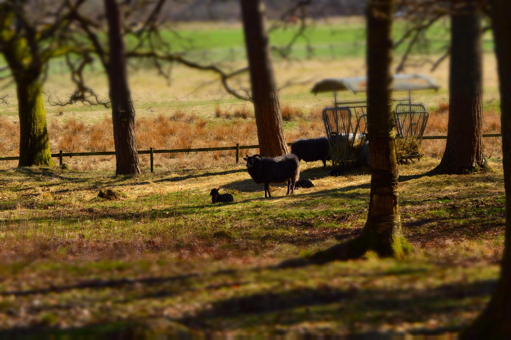 Nikon D3200 sample photo. Kids on the grass photography