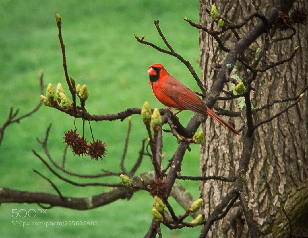 Canon EOS 6D sample photo. Northern cardinal on maple photography