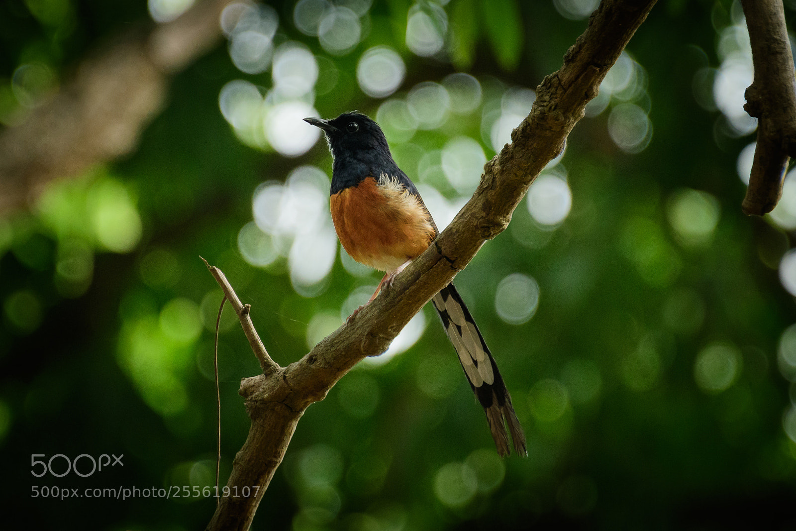 Nikon D500 sample photo. White rumped shama photography