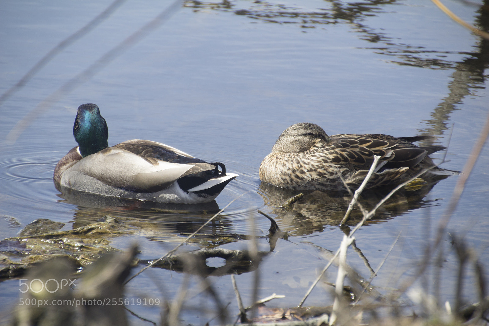 Canon EOS 1200D (EOS Rebel T5 / EOS Kiss X70 / EOS Hi) sample photo. Ducks and blurry branches. photography