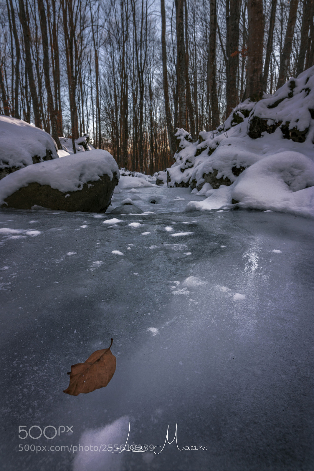 Canon EOS 750D (EOS Rebel T6i / EOS Kiss X8i) sample photo. Leaf in the ice. photography