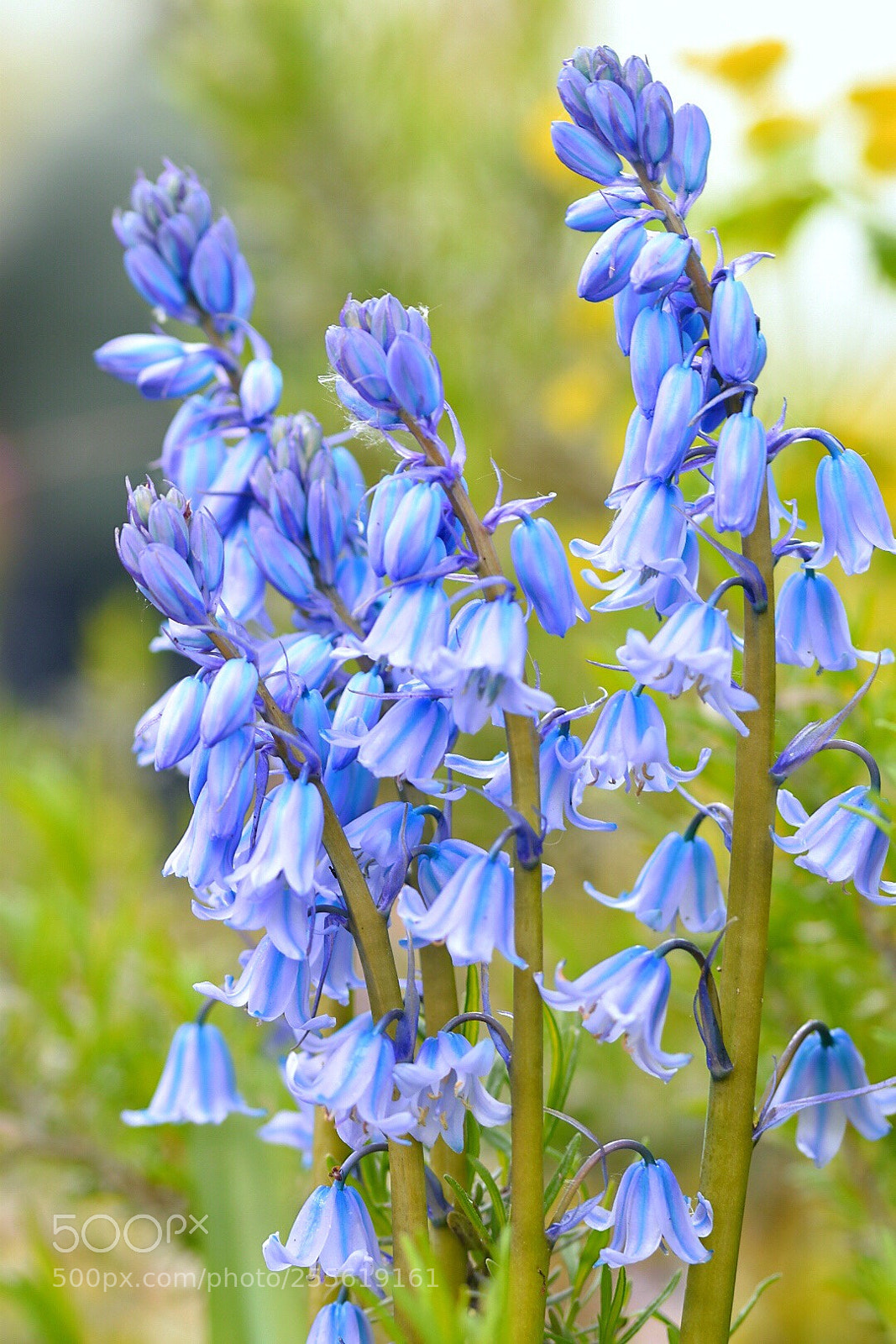 Nikon D5600 sample photo. Blue bells delight  photography