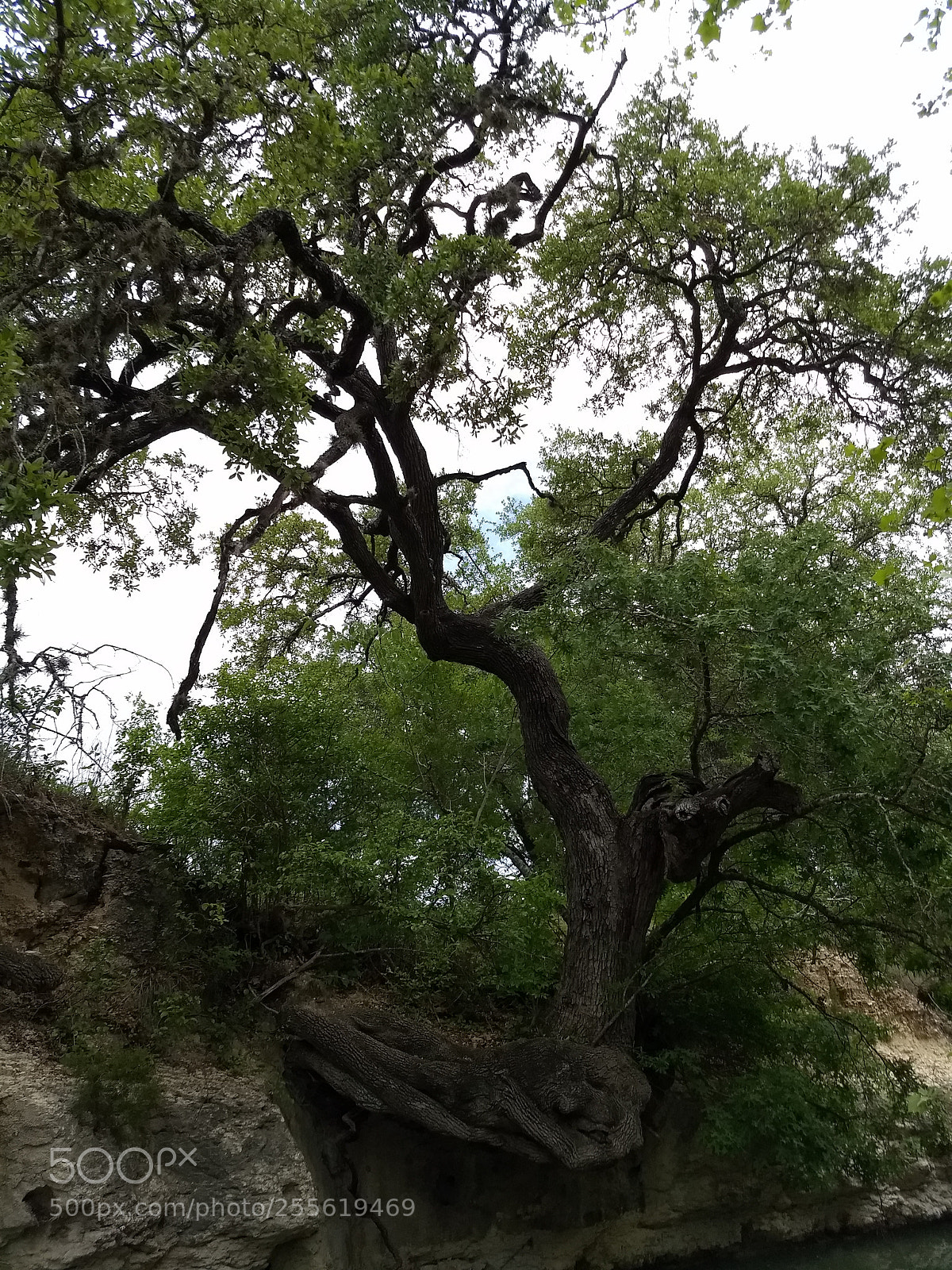 Motorola Moto G (5) Plus sample photo. Live oak photography
