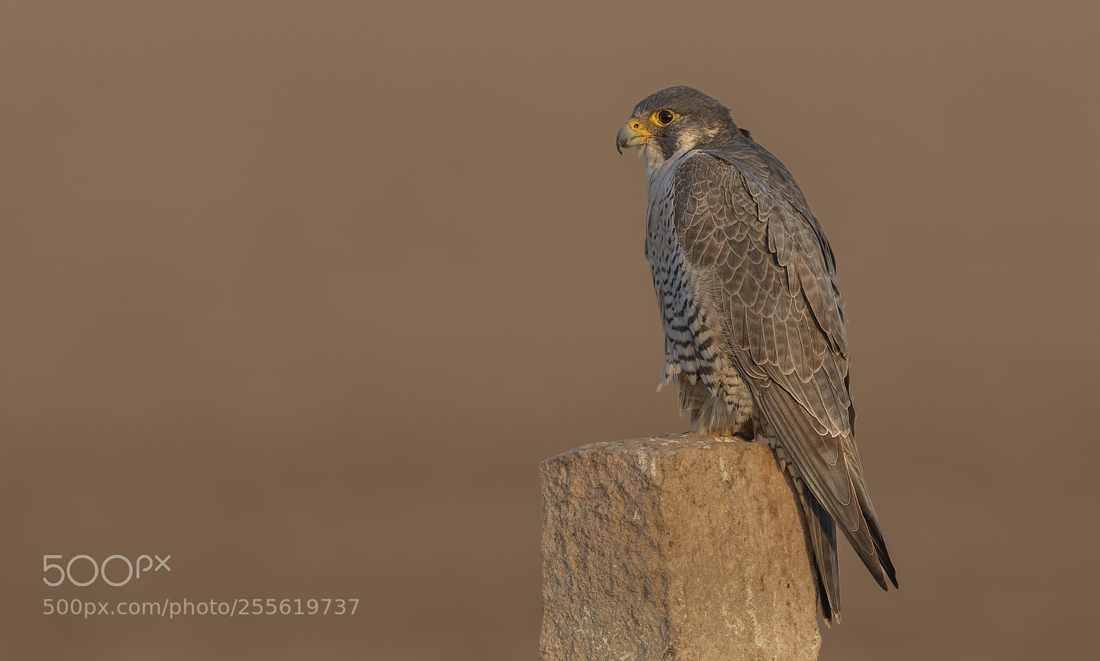 Nikon D500 sample photo. Peregrine falcon photography