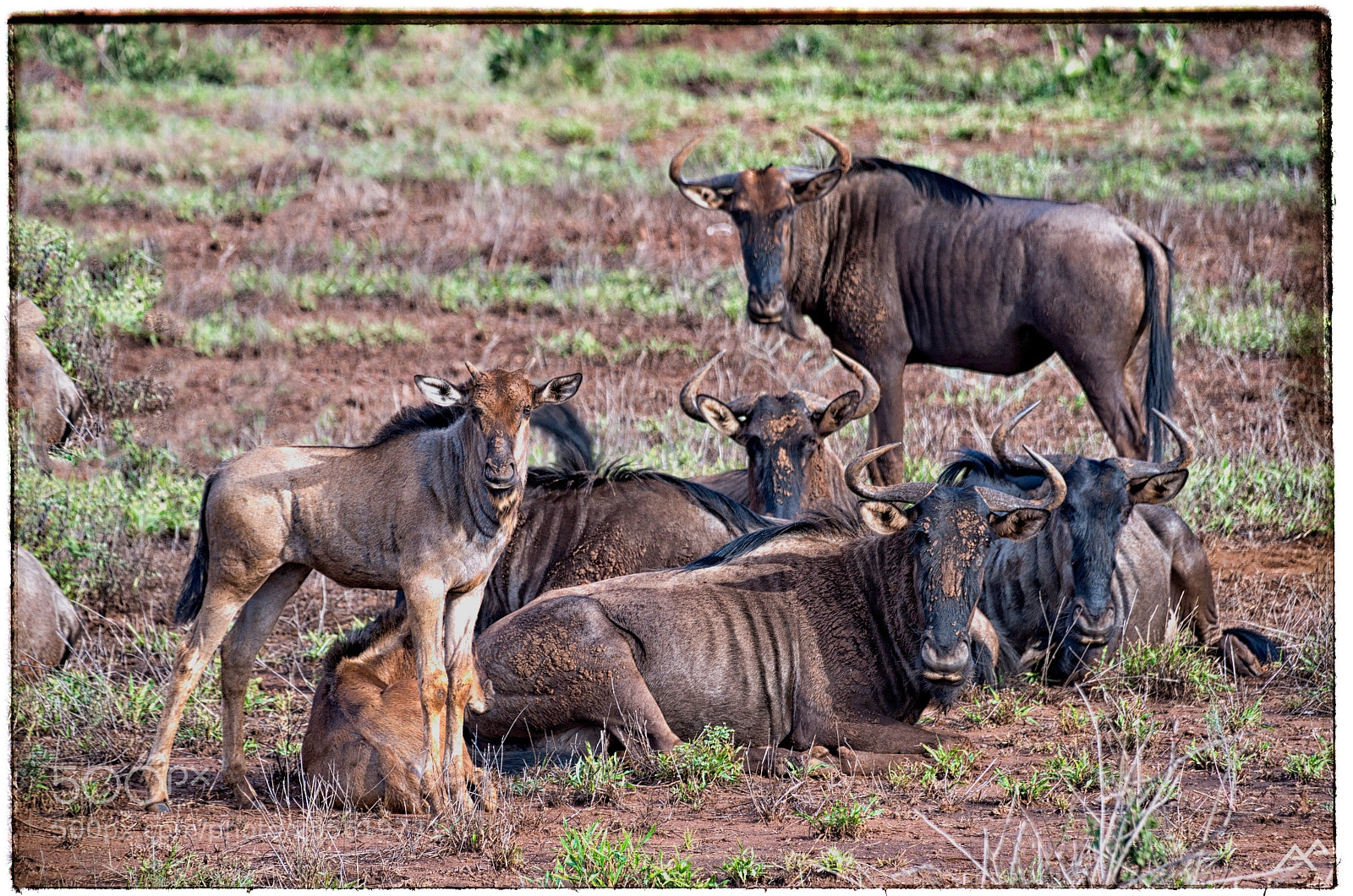 Pentax K-50 sample photo. Wildebeest gang photography