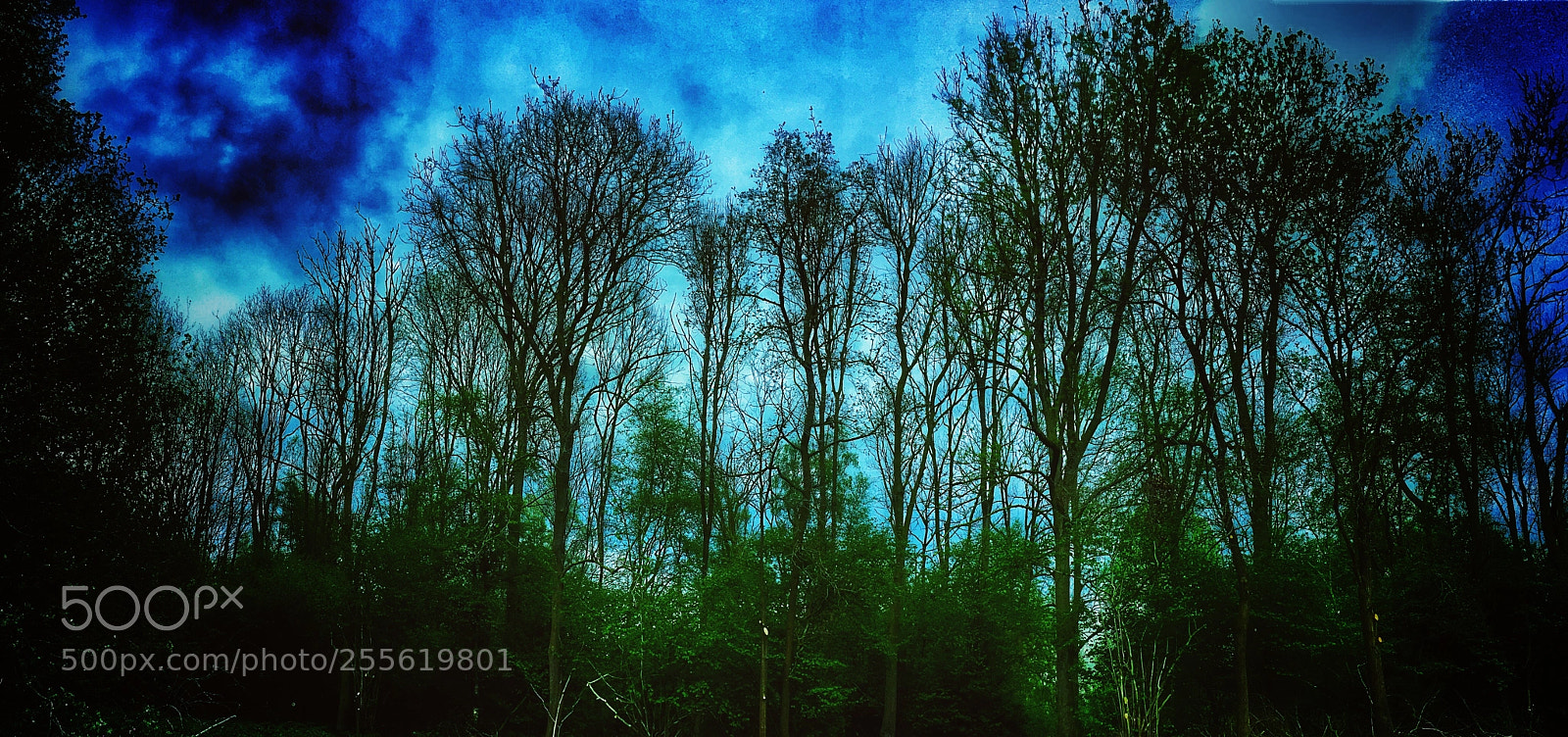 Apple iPhone SE sample photo. Couds & trees hdr photography