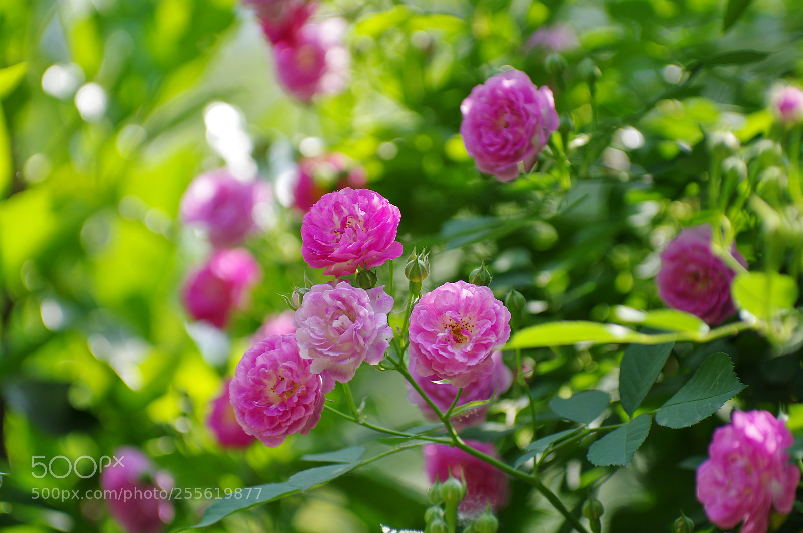 Pentax K-3 II sample photo. Untitled photography