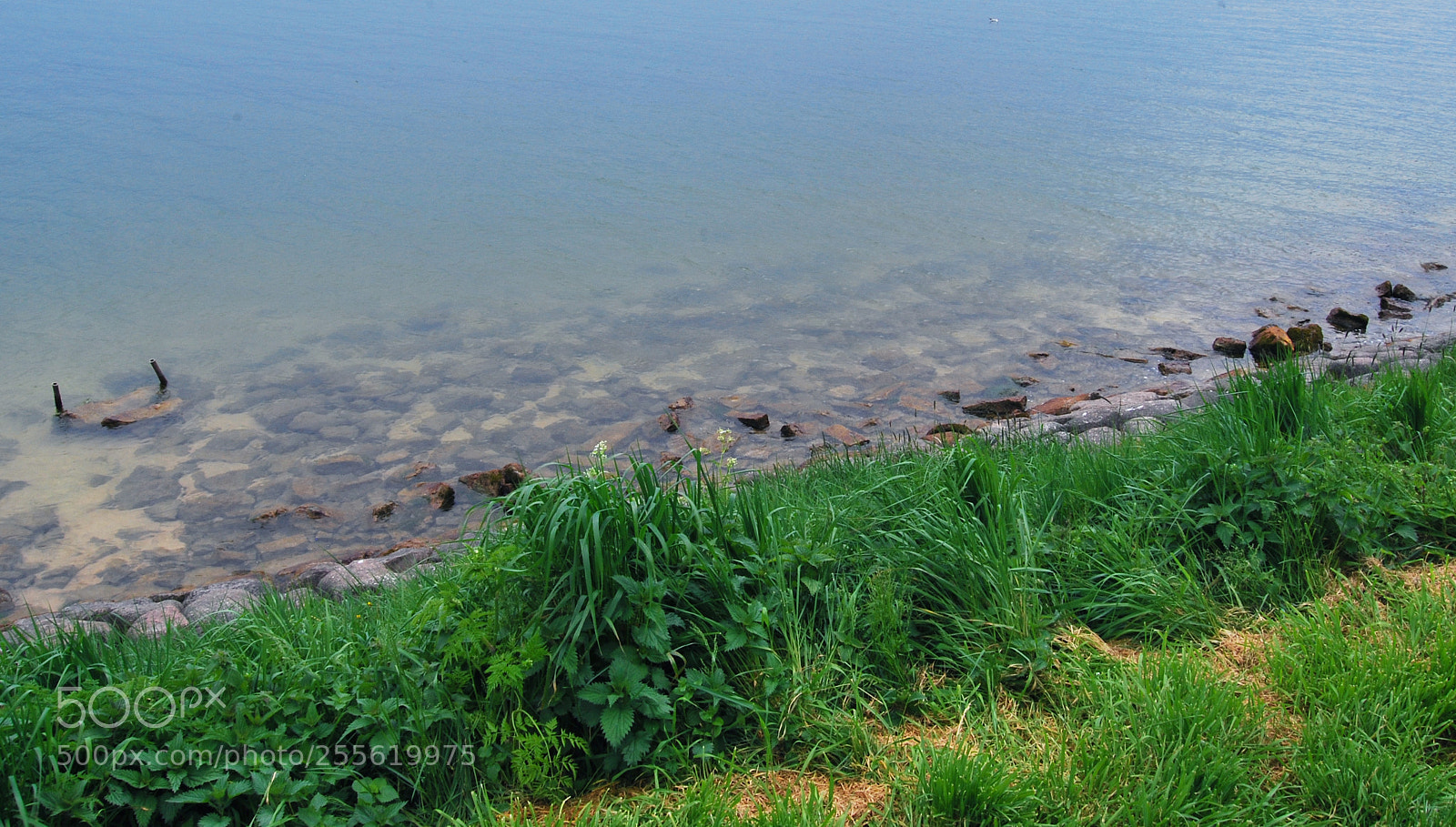 Nikon D60 sample photo. Untitled photography