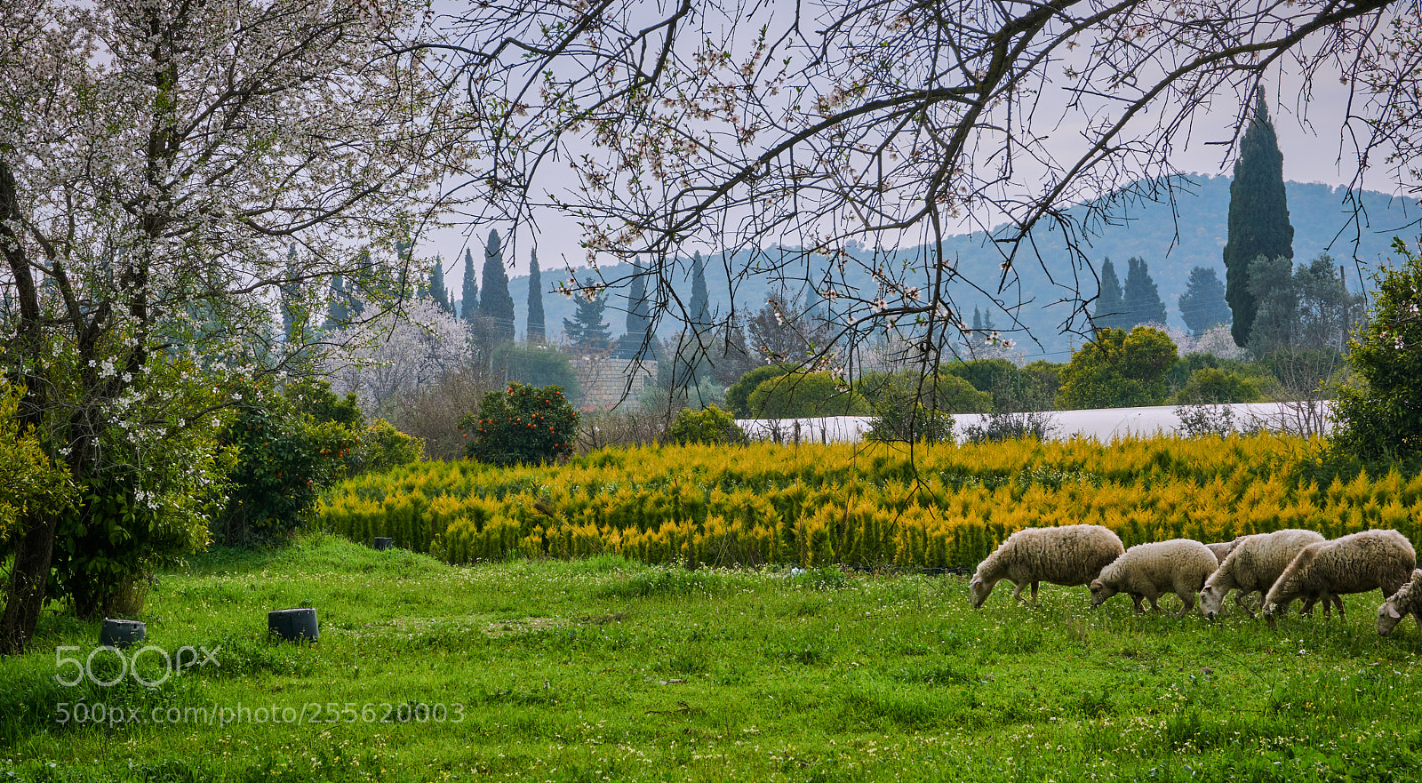 Sony a6000 sample photo. Village life photography