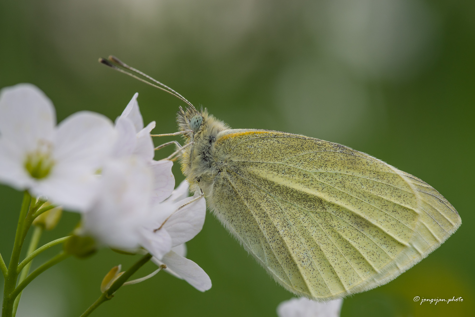 Pentax K-1 Mark II sample photo. Small white photography