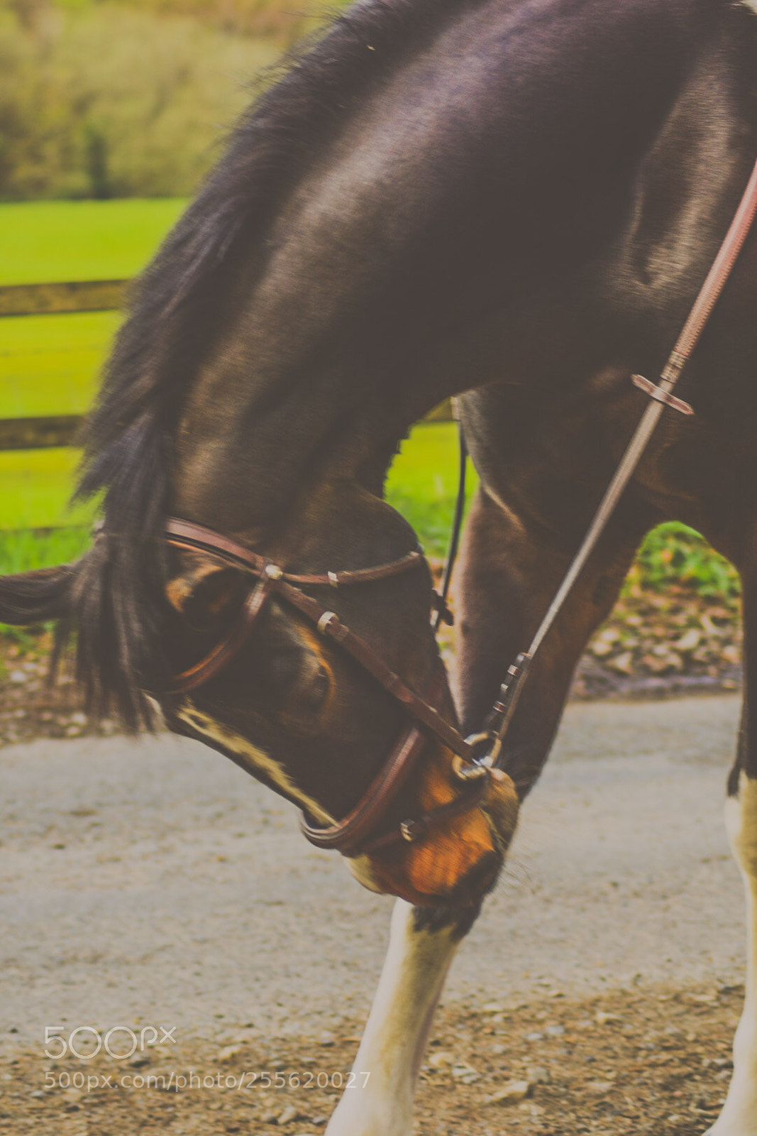 Nikon D5300 sample photo. Horse photography