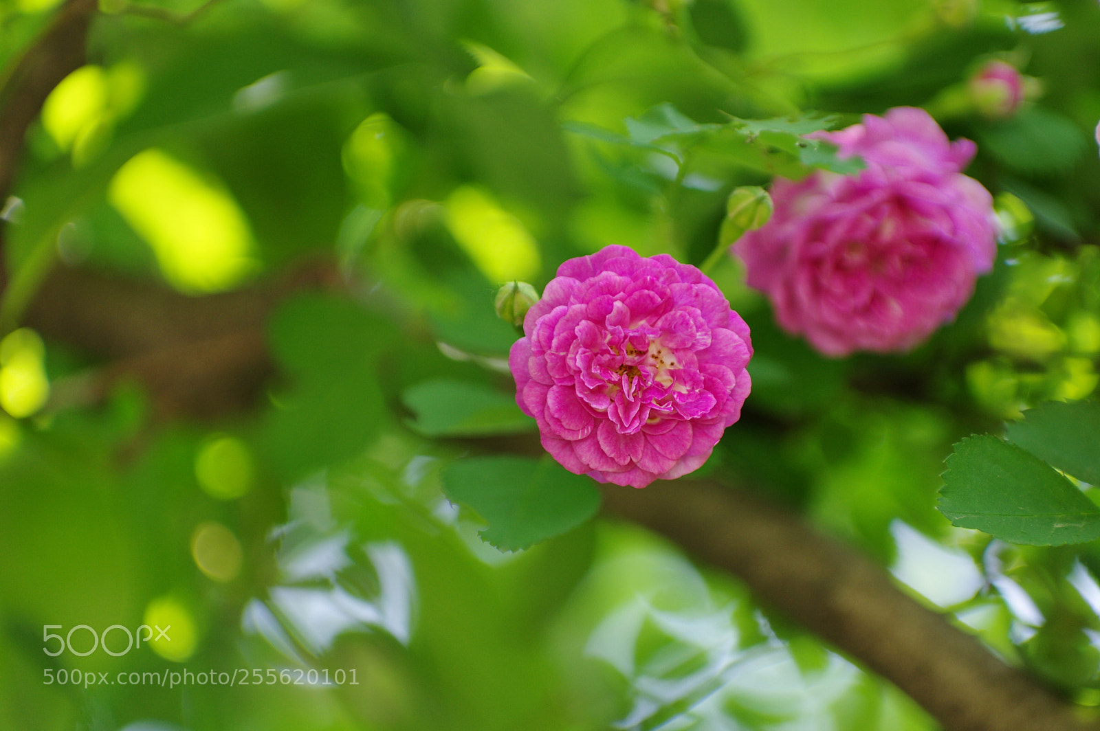 Pentax K-3 II sample photo. Untitled photography