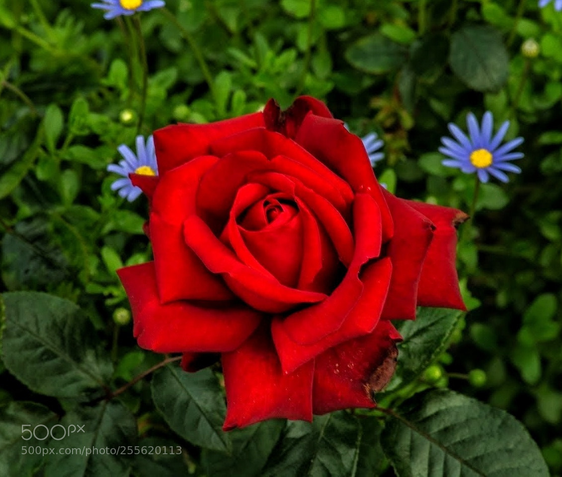 Nikon D3100 sample photo. Rose photography
