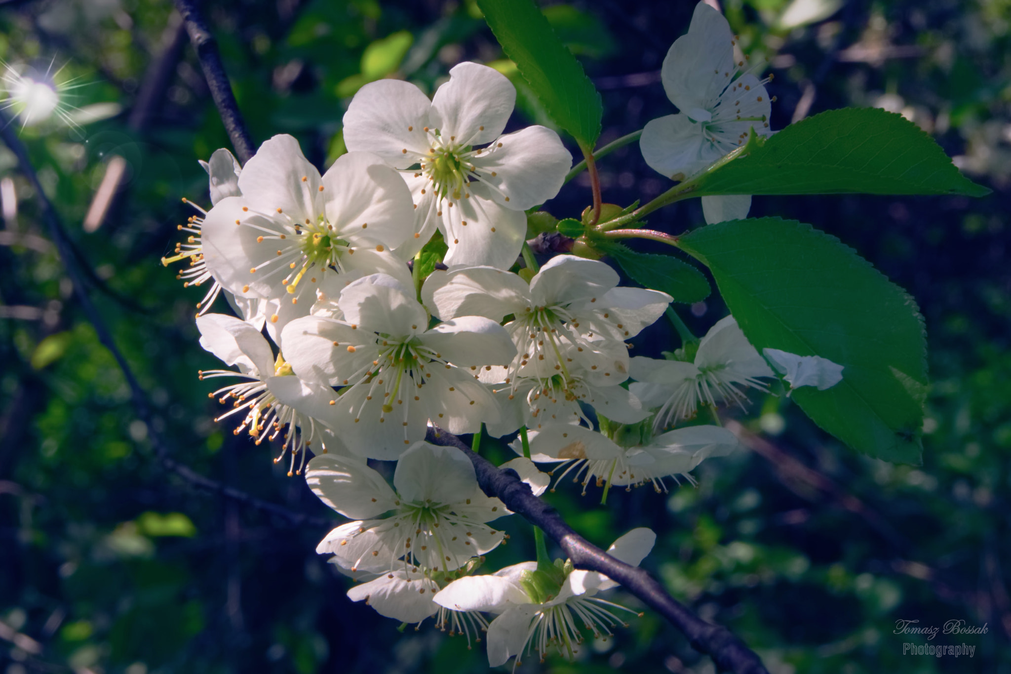 Sony Alpha DSLR-A450 sample photo. Apple flower photography