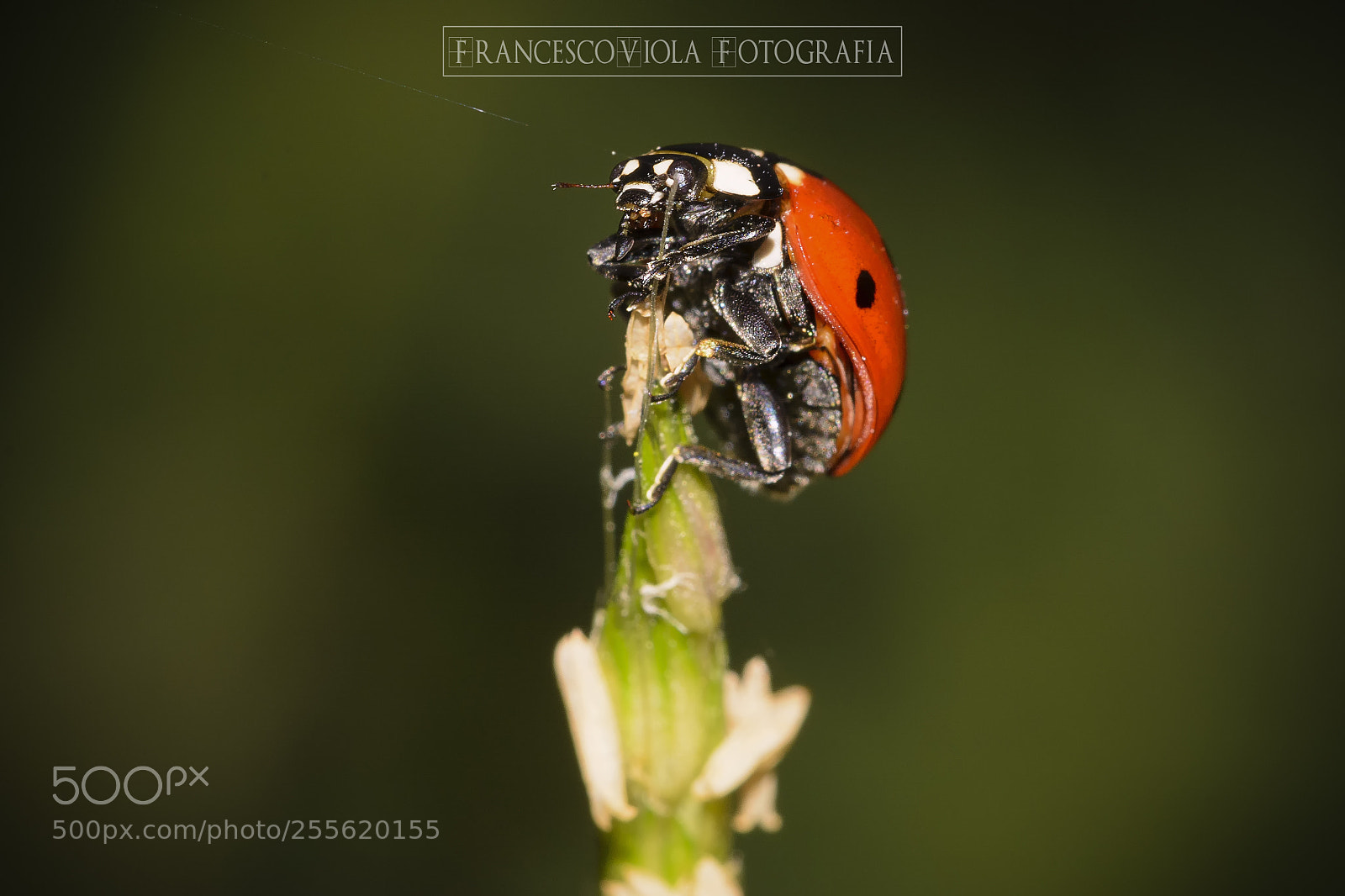 Nikon D7100 sample photo. Ladybug photography