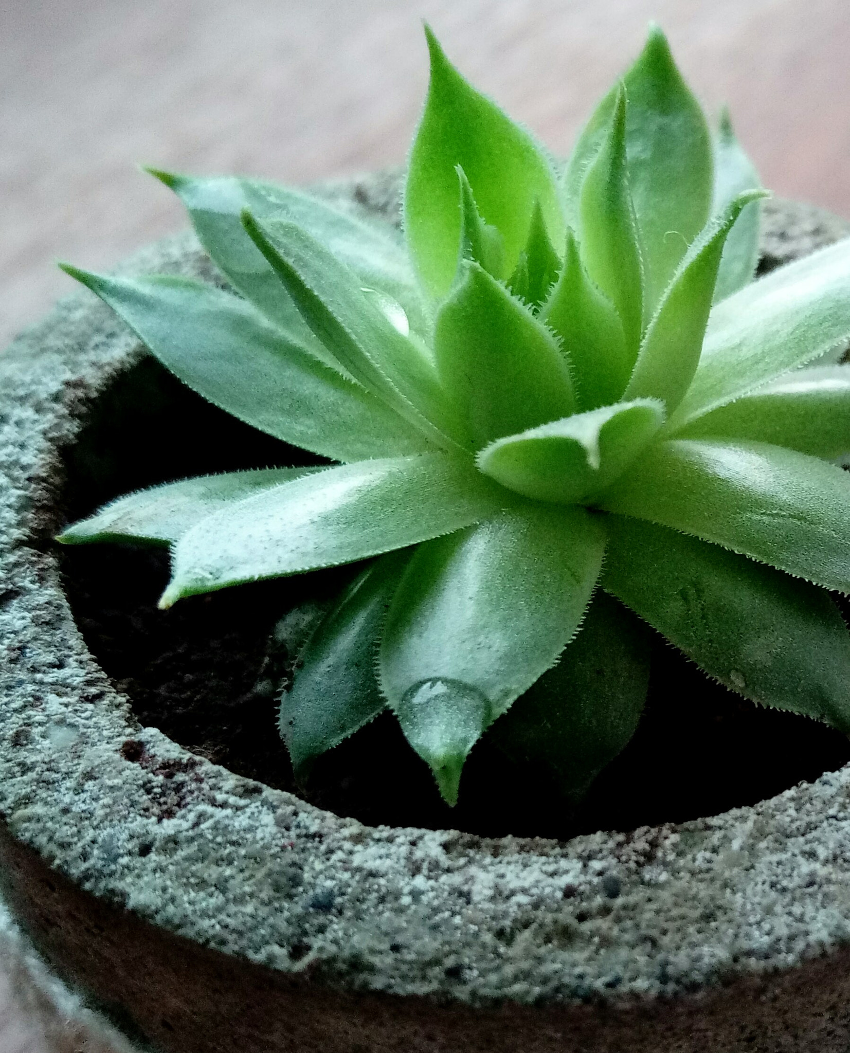 HTC DESIRE 10 PRO sample photo. Echeveria photography