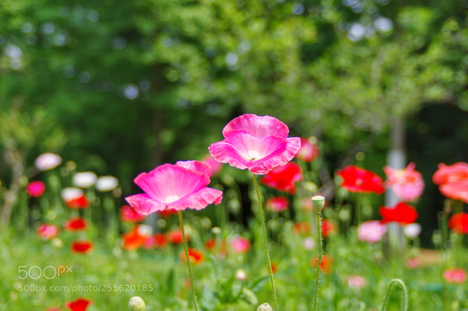 Pentax K-3 II sample photo. Untitled photography