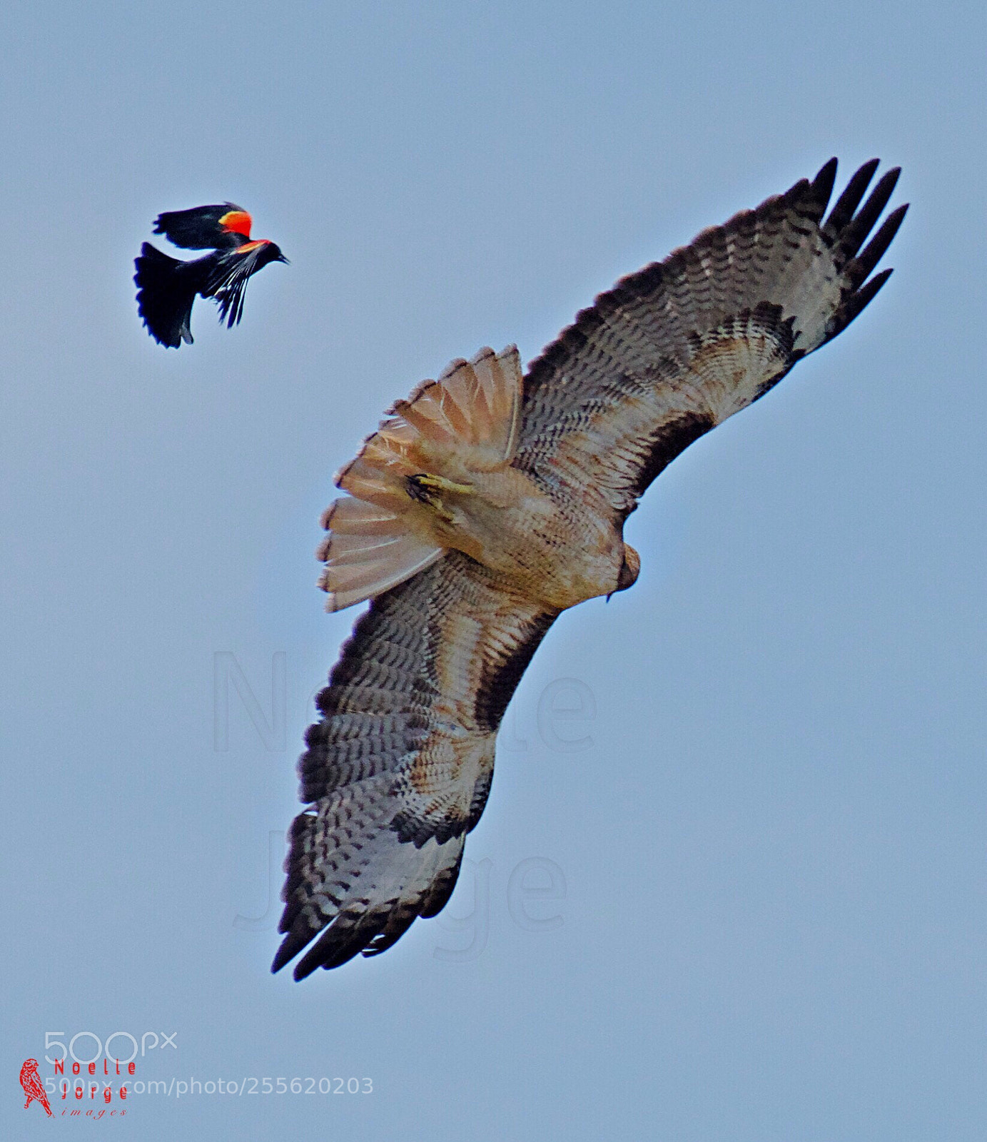 Nikon D500 sample photo. The chase photography