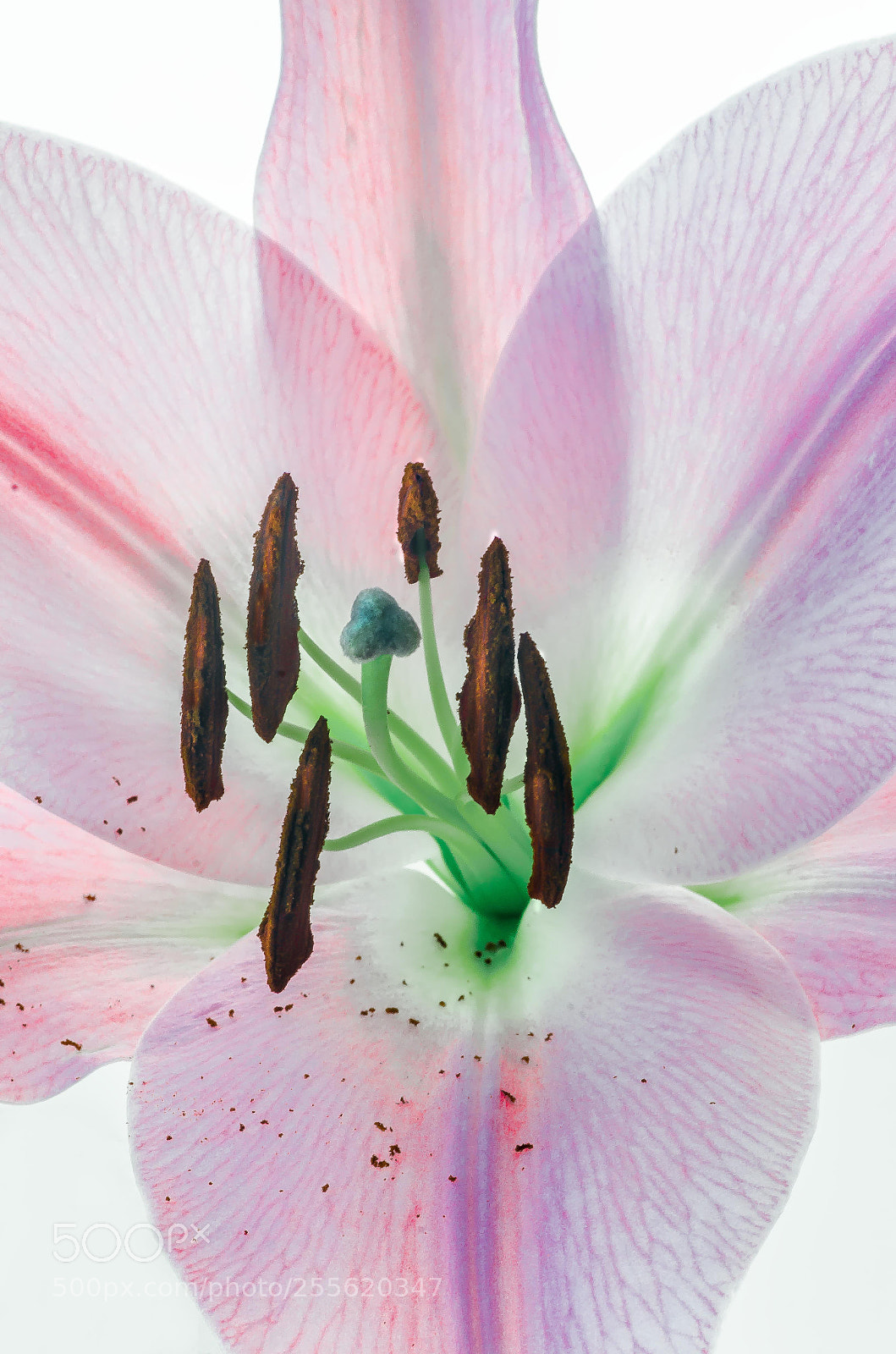 Nikon D7000 sample photo. St joseph photography
