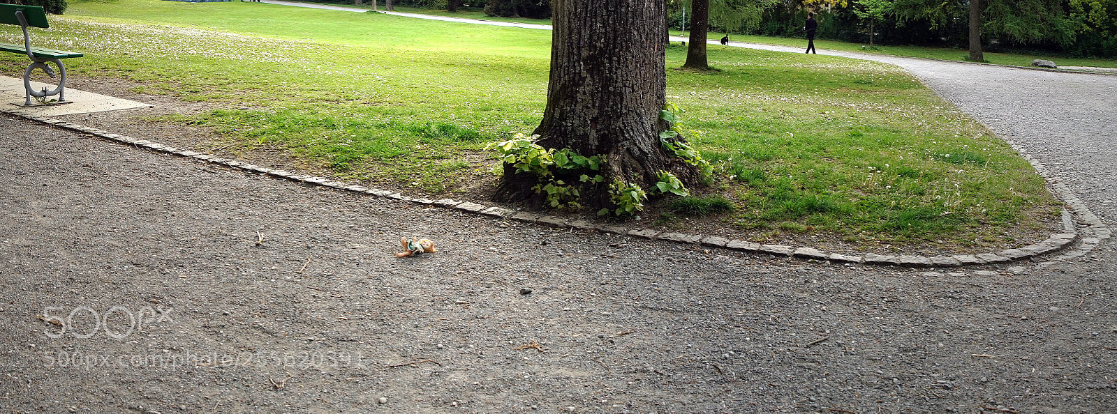 Sony a7R sample photo. Morning in the park photography