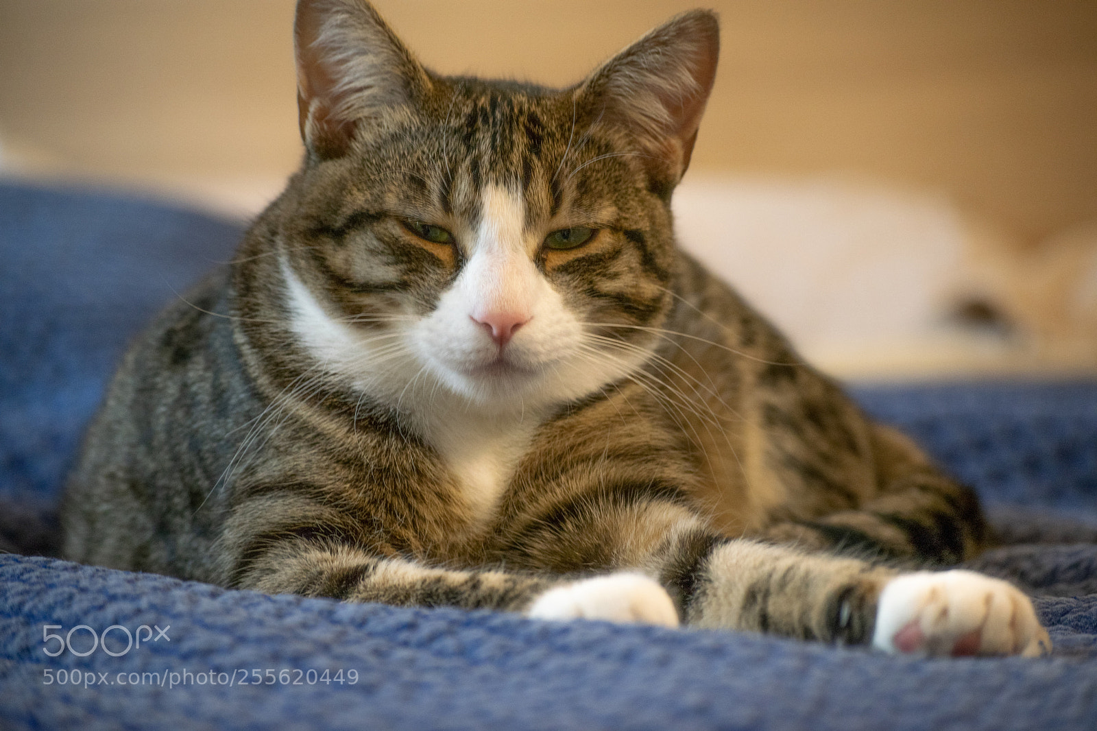 Nikon D3300 sample photo. Miccia photography