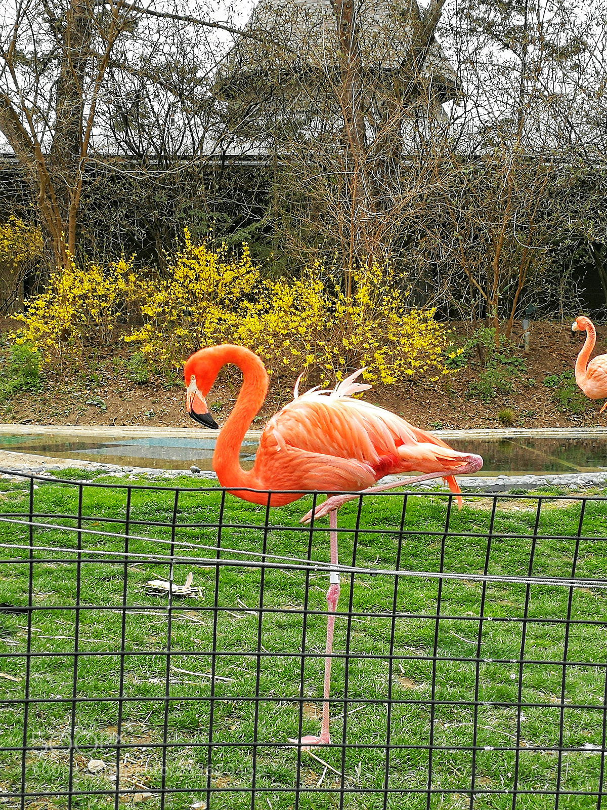 HUAWEI P10 sample photo. Flamingos and forsythia photography