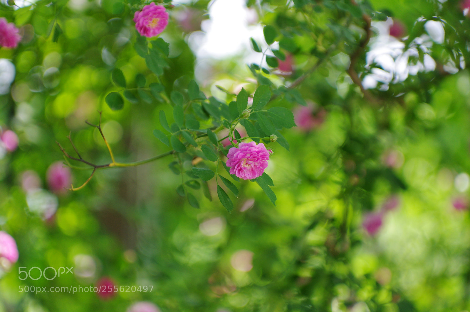 Pentax K-3 II sample photo. Untitled photography