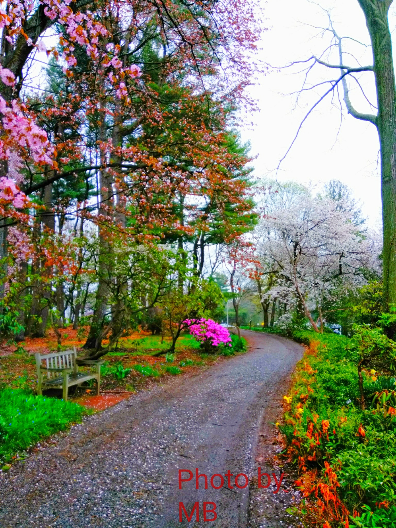 ZTE BLADE ZMAX sample photo. Rainy day in the park photography