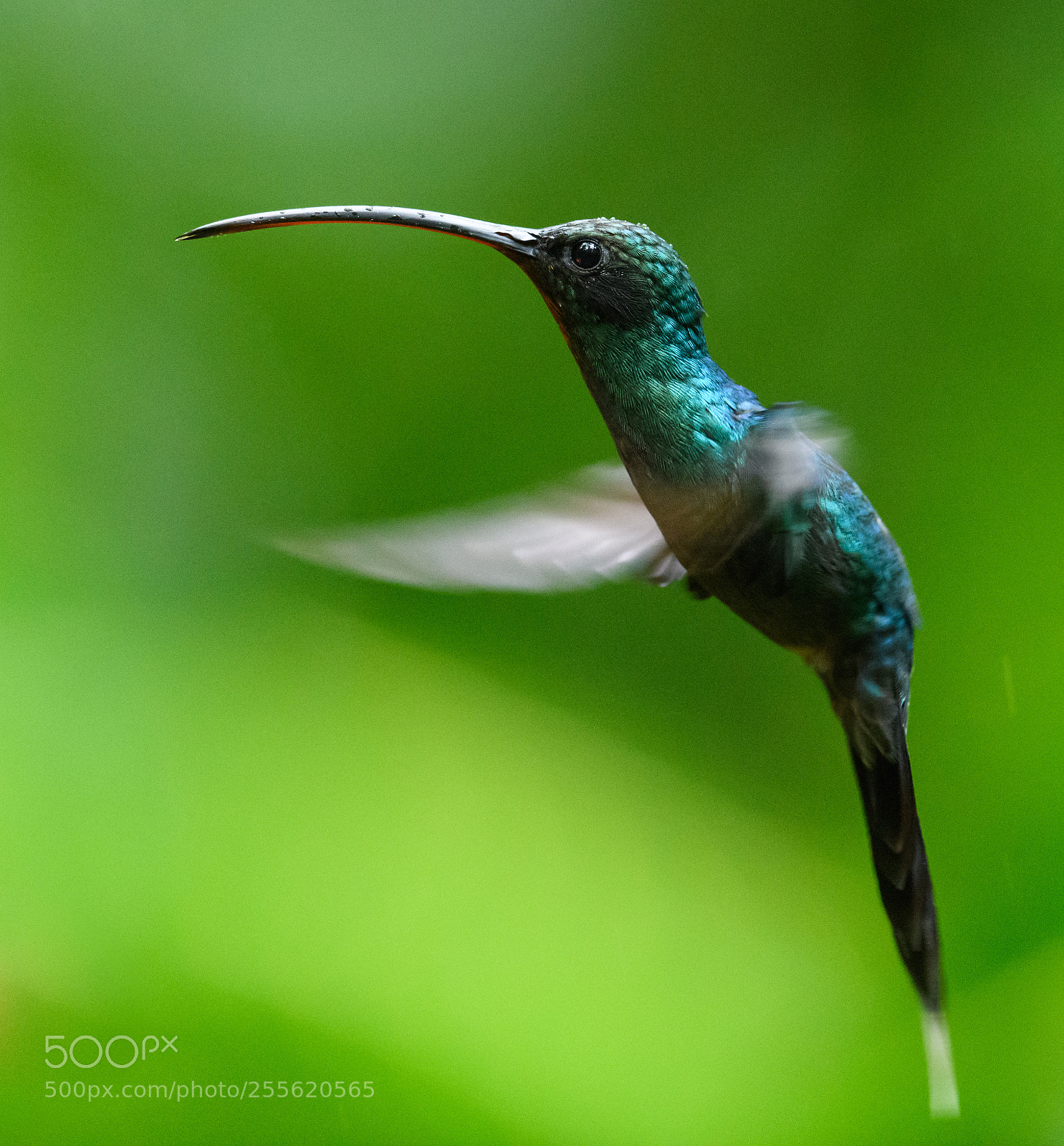 Nikon D850 sample photo. Sabrewing photography