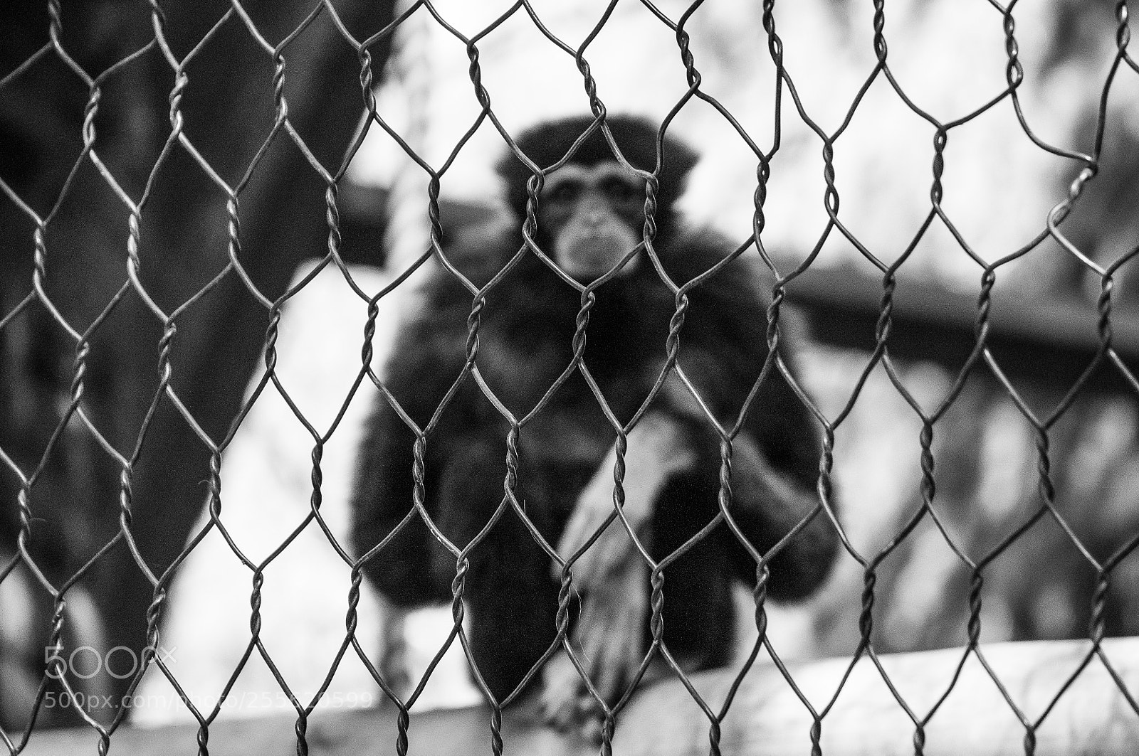 Nikon D90 sample photo. Captive photography