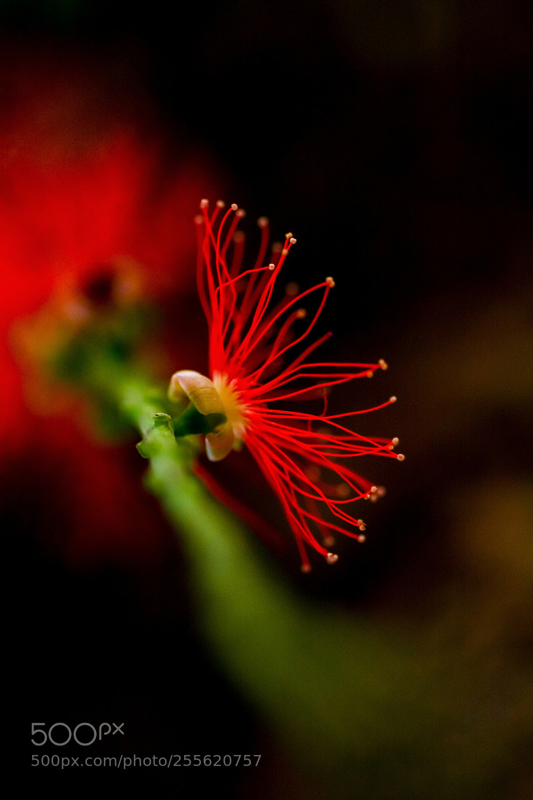 Nikon D7100 sample photo. Barringtonia acutangula photography
