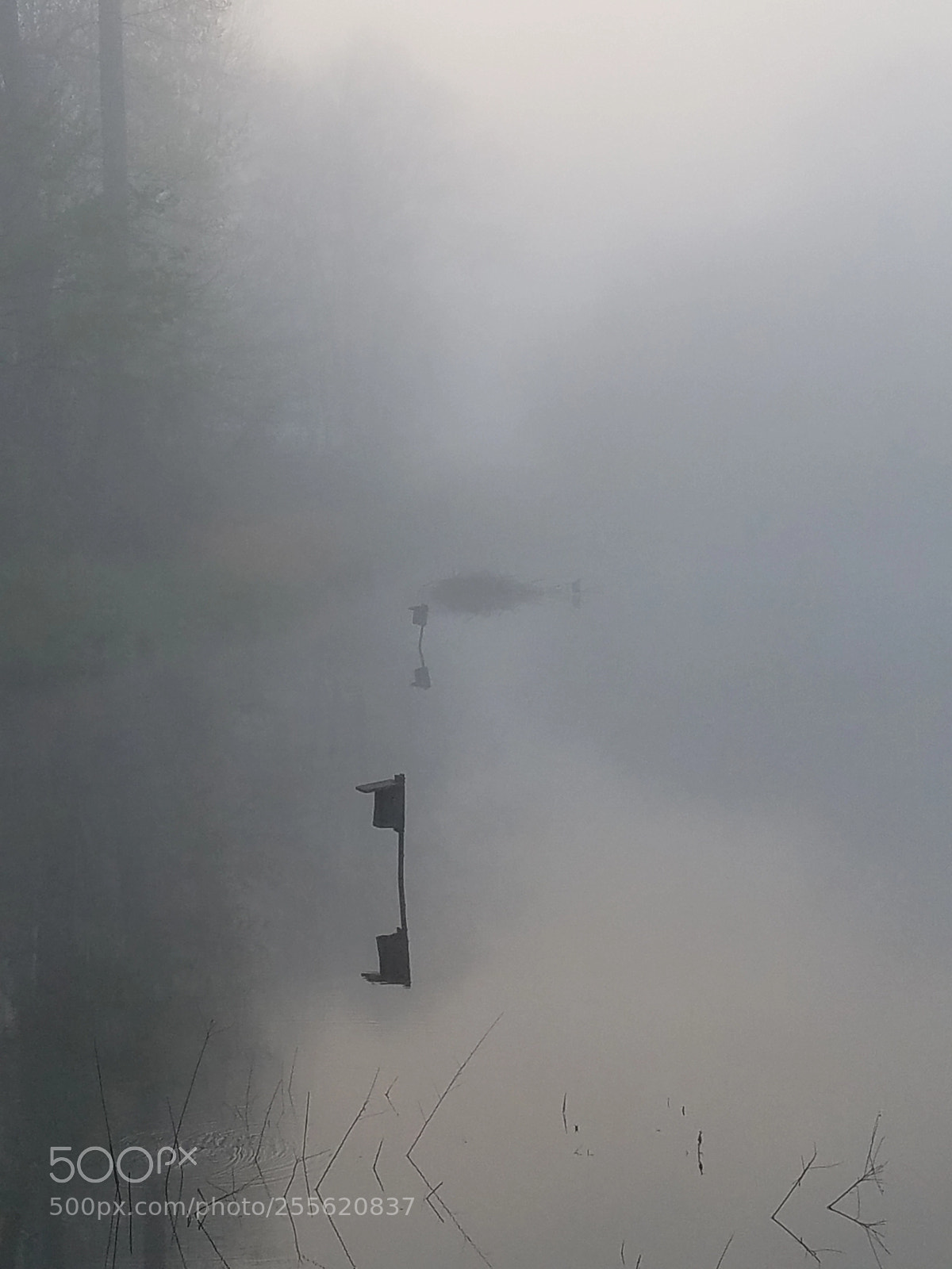 Samsung Galaxy S7 sample photo. Foggy morn photography