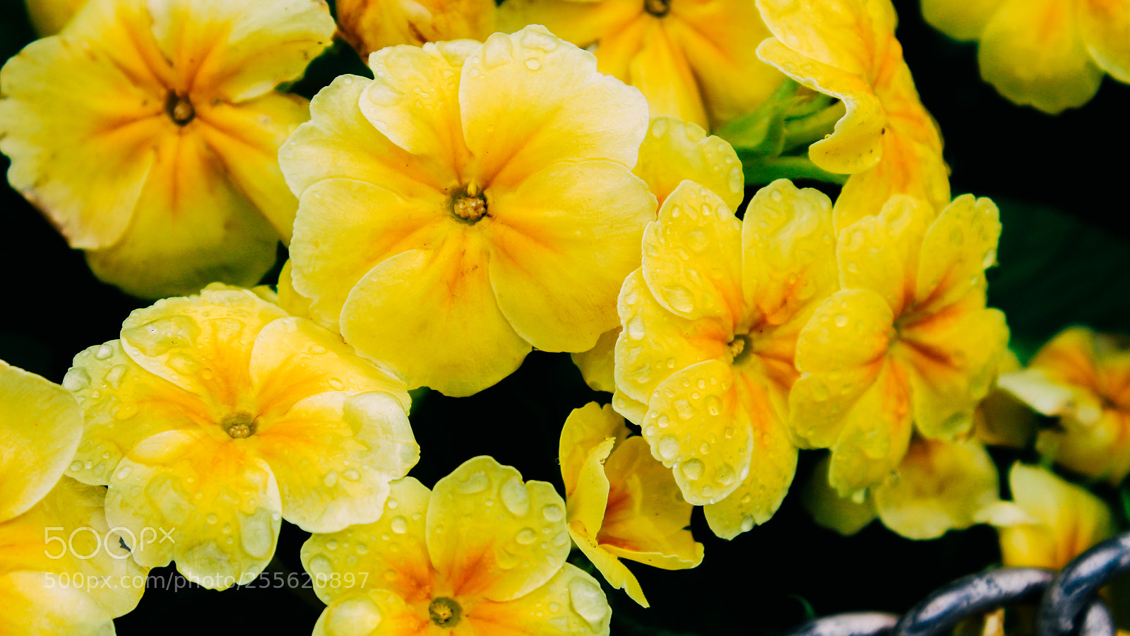 Canon EOS 700D (EOS Rebel T5i / EOS Kiss X7i) sample photo. Yellow droplets photography