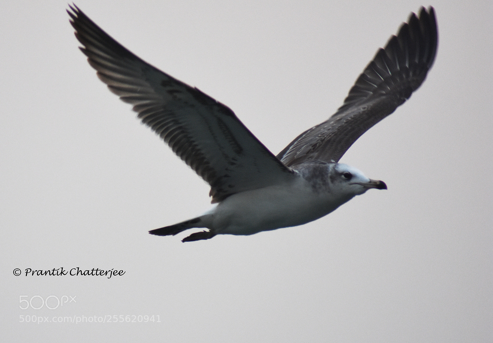 Nikon D7200 sample photo. Lesser black backed gull photography