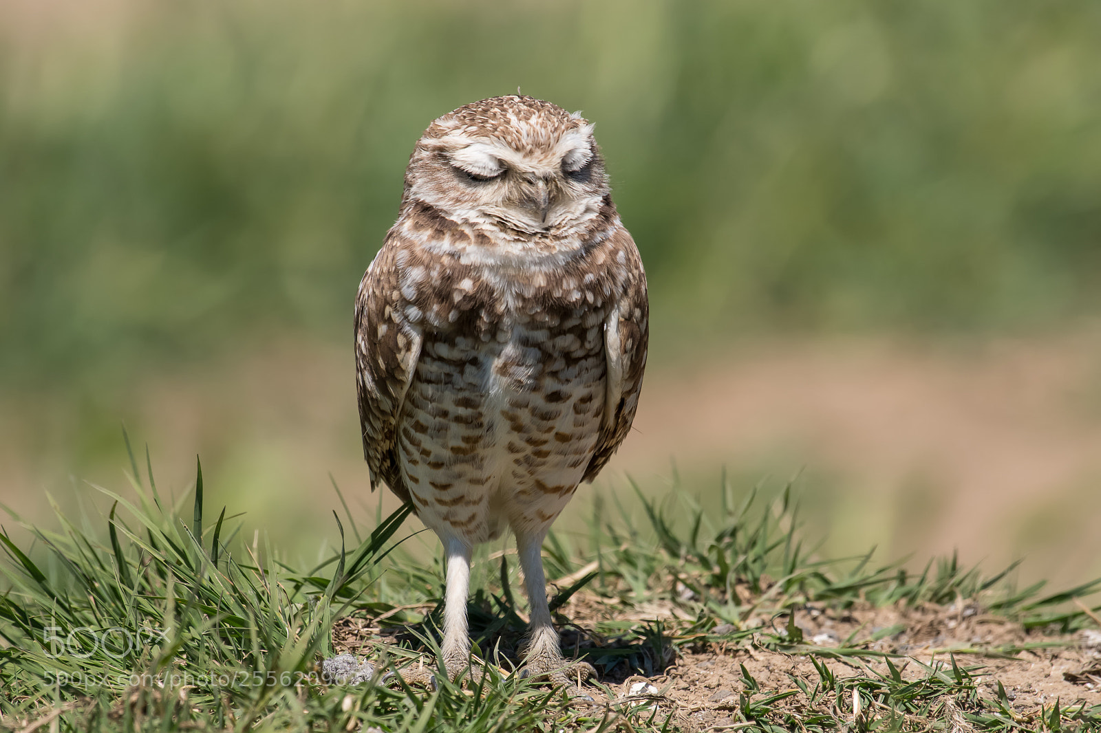 Nikon D500 sample photo. Burrowing owl snooze photography