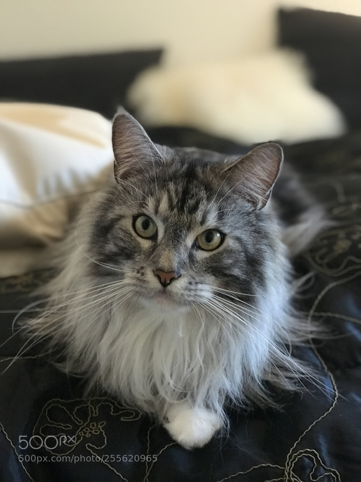 Apple iPhone 7 Plus sample photo. Balou ? photography