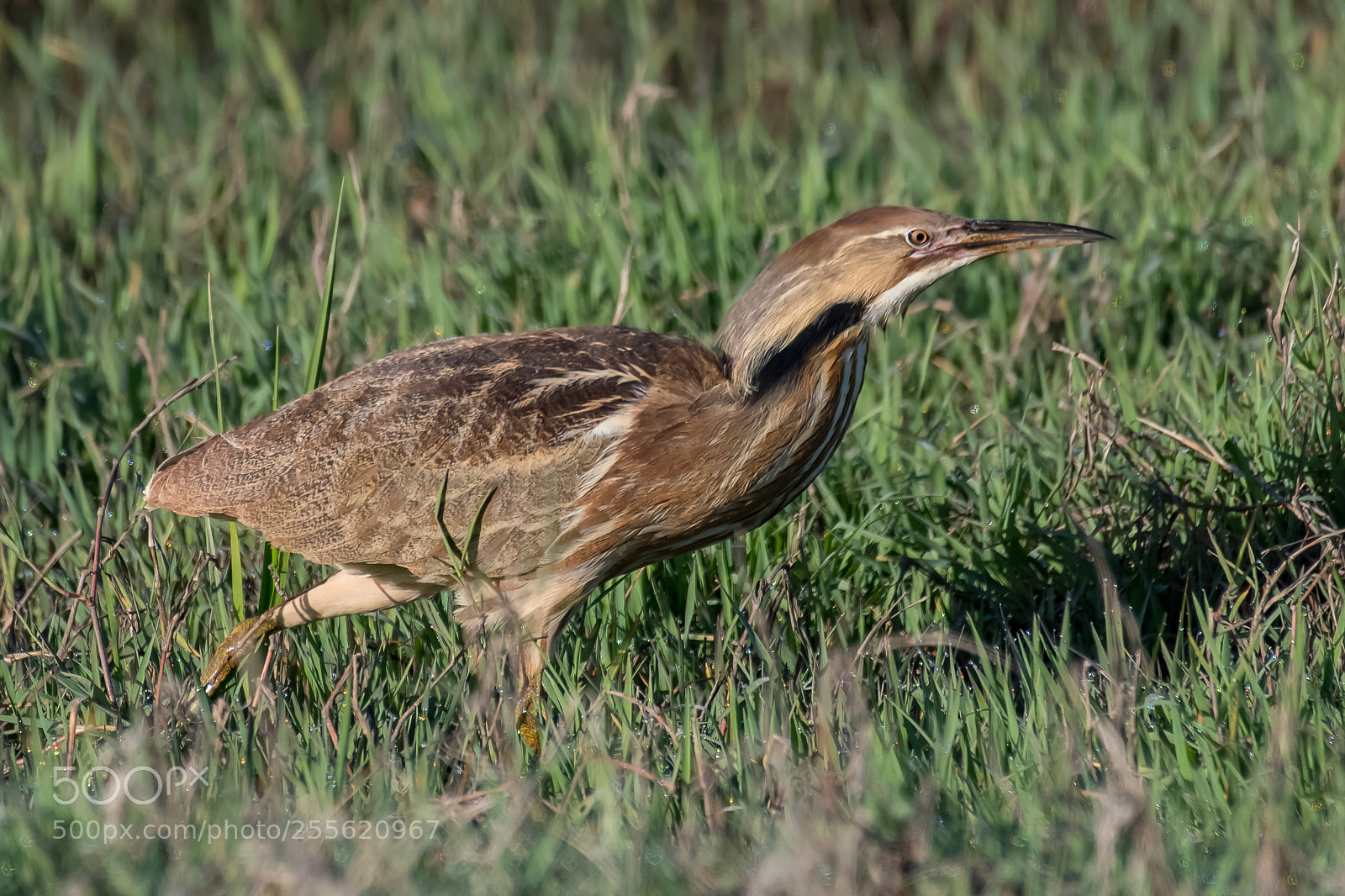 Nikon D500 sample photo. American bittern prowling photography