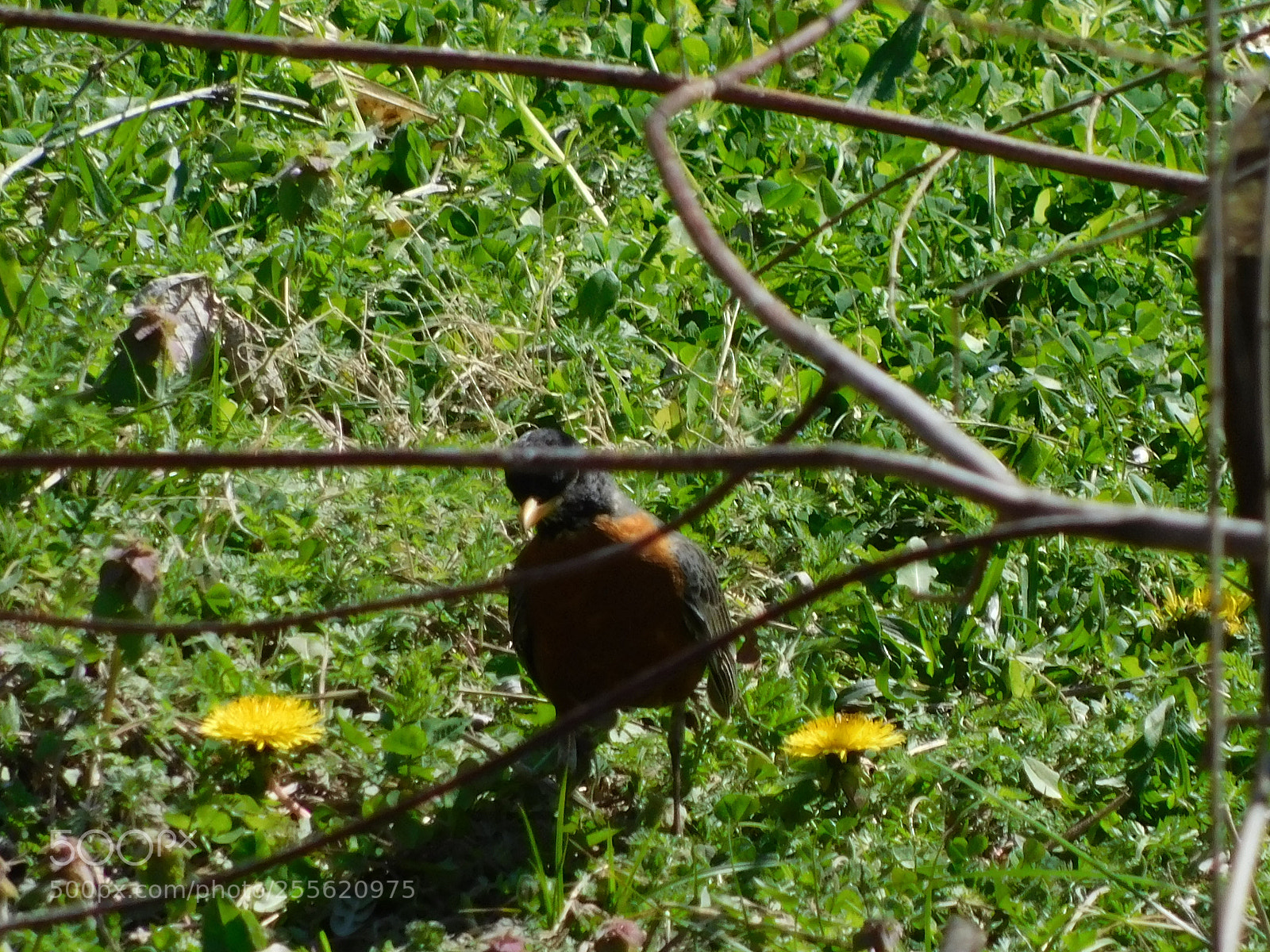 Nikon Coolpix B500 sample photo. Robin saying hello photography