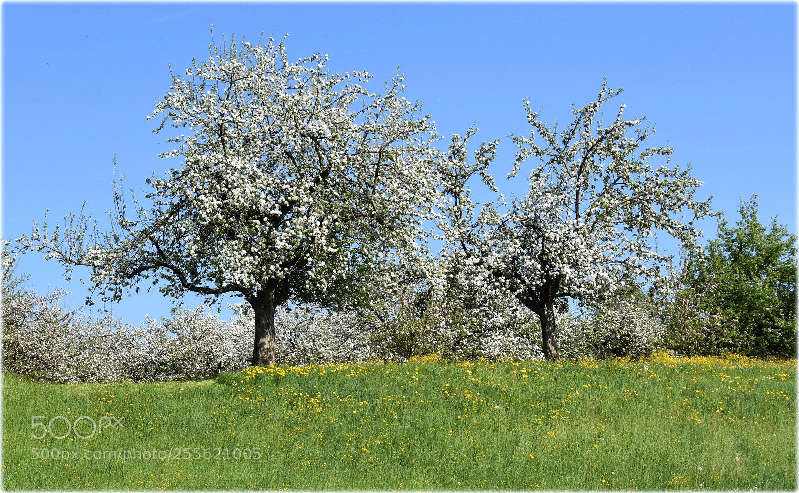 Nikon D7200 sample photo. "blossom trees,;" photography