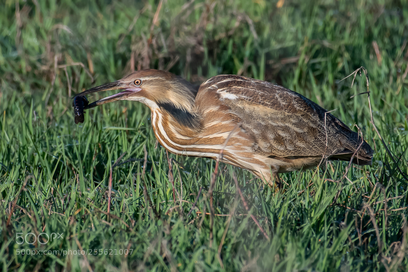 Nikon D500 sample photo. American bittern with crawfish photography