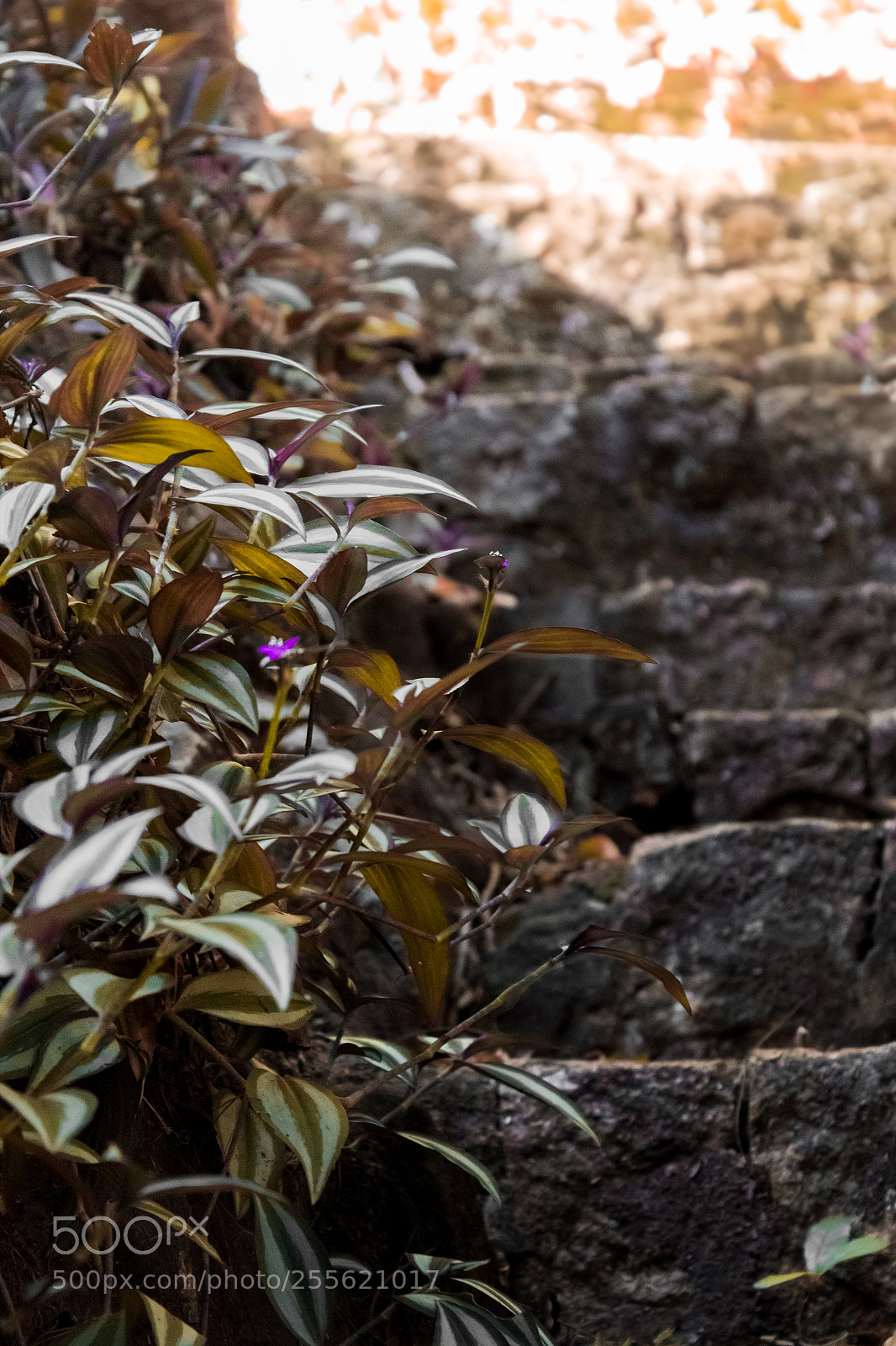 Canon EOS 1200D (EOS Rebel T5 / EOS Kiss X70 / EOS Hi) sample photo. Old stair photography