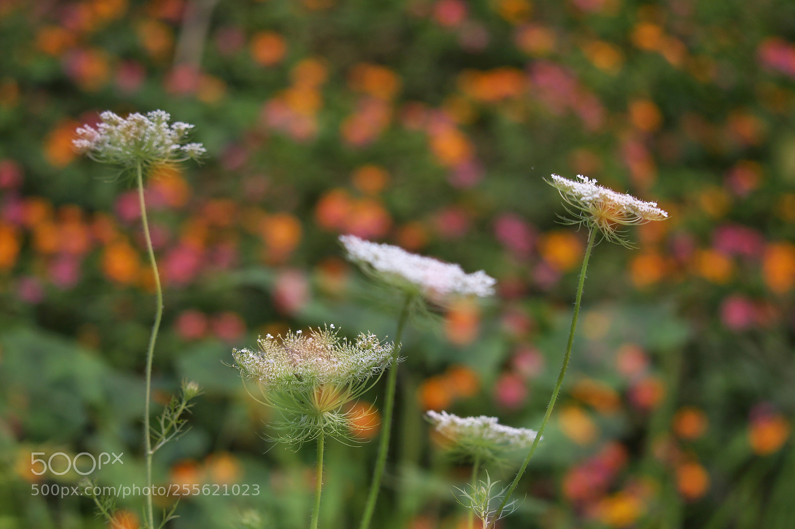 Canon EOS 6D sample photo. Untitled photography