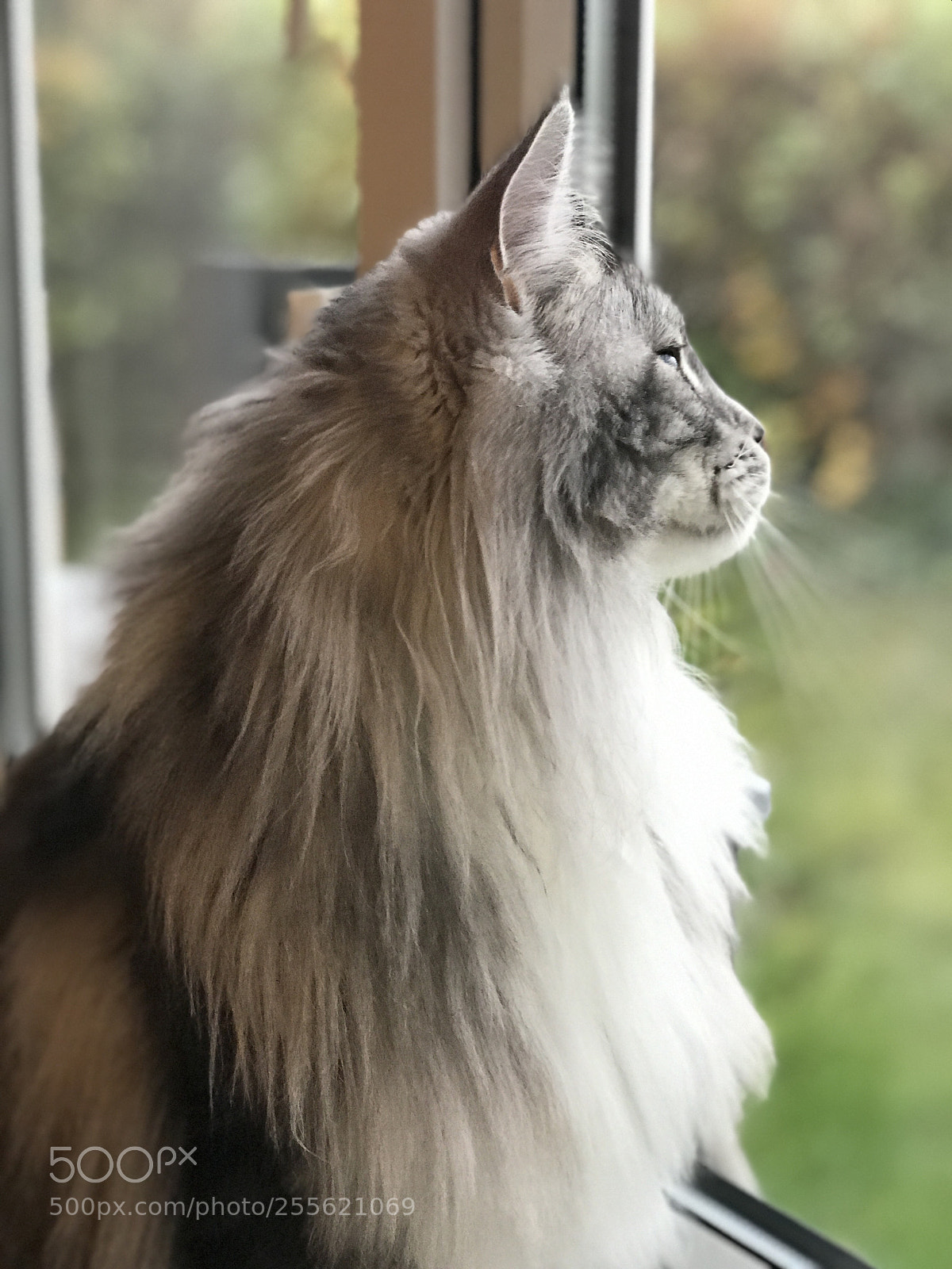 Apple iPhone 7 Plus sample photo. Balou  photography