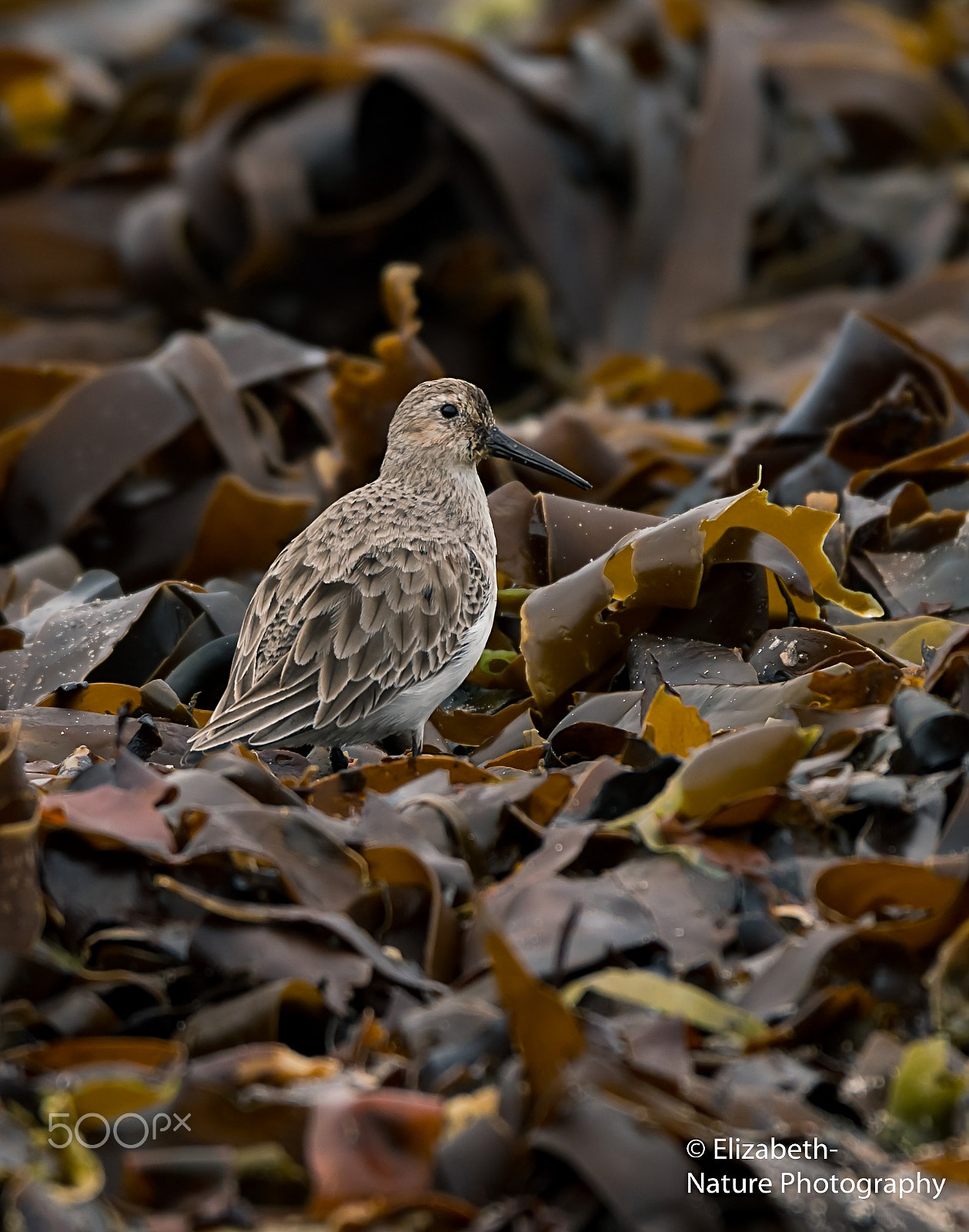 Nikon AF-S Nikkor 200-500mm F5.6E ED VR sample photo. Sanderling in brown seaweed photography