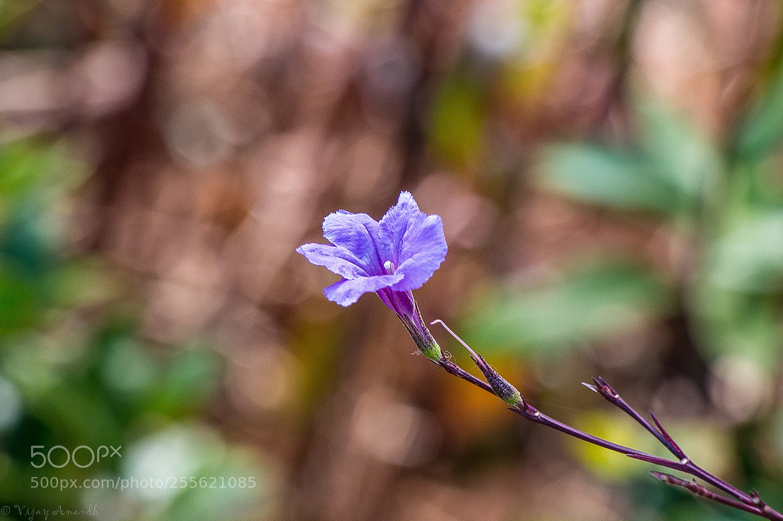 Canon EOS 700D (EOS Rebel T5i / EOS Kiss X7i) sample photo. Lonely beauty photography