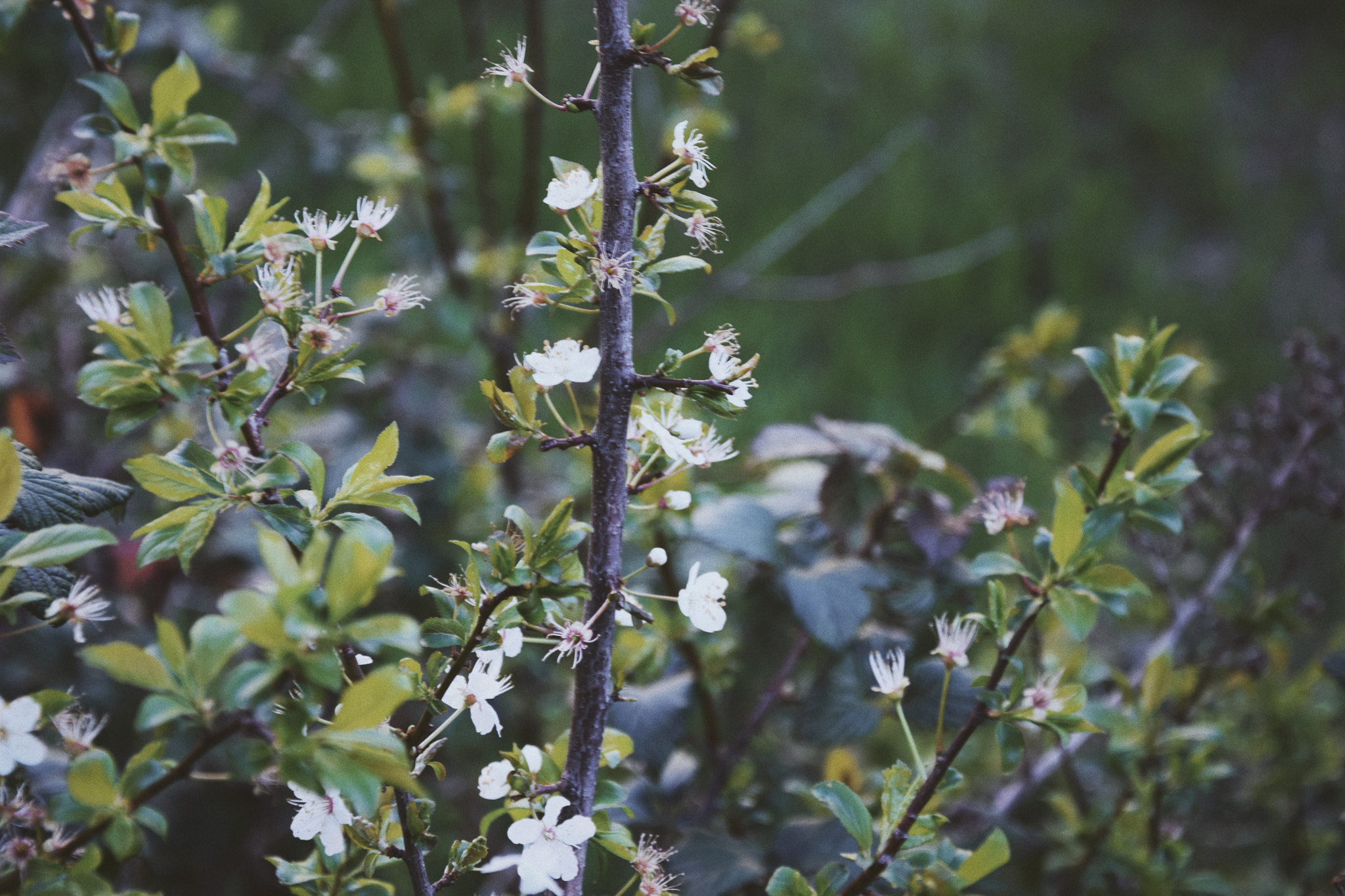 Nikon D5300 sample photo