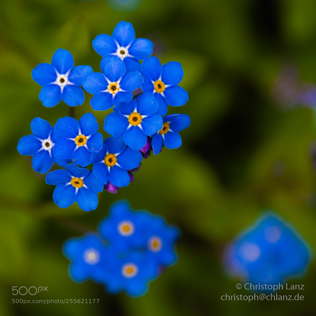 Nikon D7200 sample photo. Forget me not photography