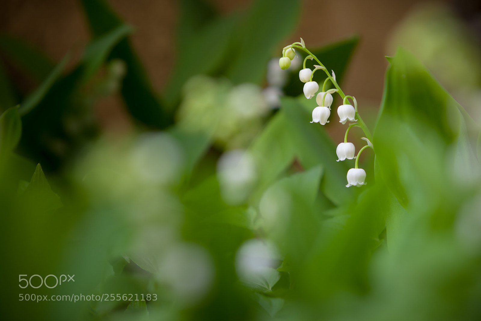 Canon EOS 5D Mark II sample photo. Lily of the valley photography