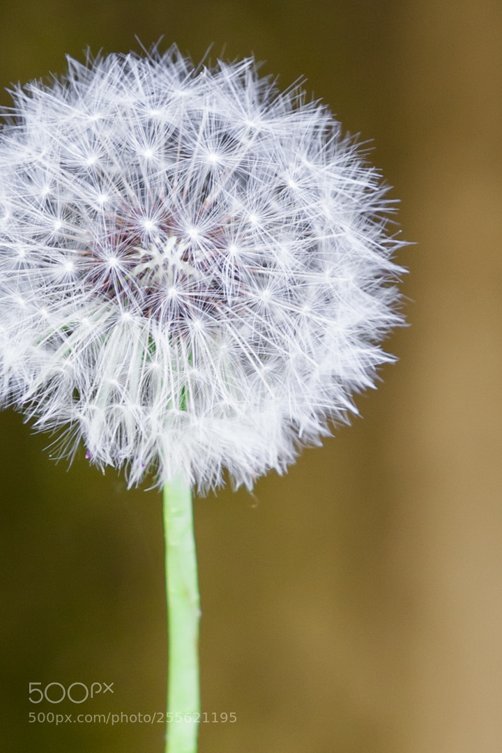 Canon EOS 5D Mark II sample photo. Dandelion photography