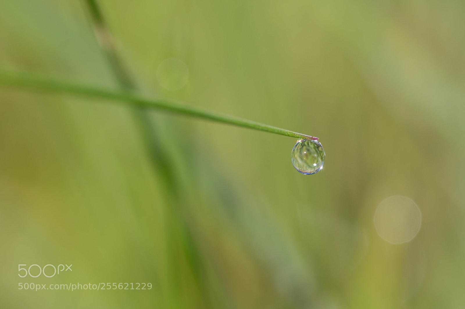 Canon EOS 6D sample photo. Hanging by a silk photography